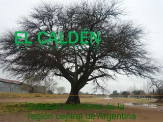 EL CALDÉN


 Especie autóctona de la
 región central de Argentina
 
