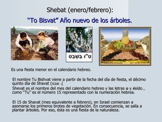 Shebat (enero/febrero):  “To Bisvat” Año nuevo de los árboles.   Es una fiesta menor en el calendario hebreo.  El nombre Tu Bishvat viene a partir de la fecha del día de fiesta, el décimo quinto día de Shavat ( שבט ).  Shevat es el nombre del mes del calendario hebreo y las letras  ט   y  ו , leído como “Tu” es el número 15 representado con la numeración hebrea.  El 15 de Shavat (mes equivalente a febrero), en Israel comienzan a asomarse los primeros brotes de vegetación. En consecuencia, se salía a plantar árboles. Por eso, ésta es una fiesta de la naturaleza. 