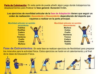 Parte de Culminación :   En esta parte de puede añadir algún juego donde trabajemos los desplazamientos para finalizar la  fase general .  Duración 5 min. Los ejercicios de movilidad articular de la  fase de Adaptación  tienen que seguir un orden de realización:  Ascendente o Descendente  dependiendo del deporte que vayamos a realizar en la parte principal. Movilidad articular en sentido   ascendente: Tobillos  Rodillas  Cadera  Tronco  Hombros  Cuello  Codos  Muñeca Movilidad articular en sentido   descendente: Muñeca  Codos  Cuello  Hombros  Tronco  Cadera  Rodilla  Tobillo Fase de Estiramientos :  En esta fase se realizan ejercicios de flexibilidad para preparar los músculos para la actividad física. Estos ejercicios se harán en el calentamiento y al final de la clase de Educación Física. 