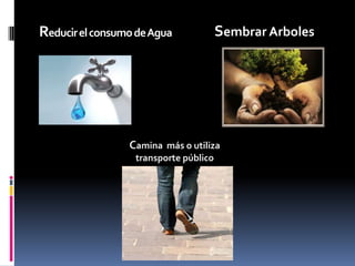 Reducir el consumo de Agua  Sembrar Arboles Camina  más o utiliza transporte público  