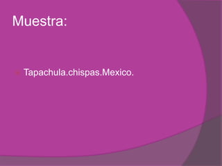 Muestra:Tapachula.chispas.Mexico.