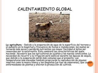 CALENTAMIENTO GLOBAL
La agricultura - Debido a la evaporación de agua de la superficie del terreno y
al aumento en la magnitud y frecuencia de lluvias e inundaciones, los suelos se
tornarán más secos y perderán nutrientes con mayor facilidad al éstos ser
removidos por la escorrentía. Esto cambiará las características del suelo,
haciendo necesario que los agricultores se ajusten a las nuevas condiciones. La
necesidad de recurrir a la irrigación será esencial durante las épocas de sequía,
que debido a la evaporación serán más comunes que al presente. Las
temperaturas más elevadas también propiciarán la reproducción de algunos
insectos como la mosca blanca y las langostas (un tipo de esperanza), que causan
enfermedades de plantas y afectan la producción de cultivos.
 
