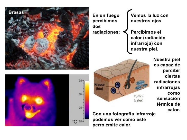Vemos la luz con nuestros ojos Percibimos el calor (radiaciÃ³n infrarroja) con nuestra piel. En un fuego percibimos dos rad...