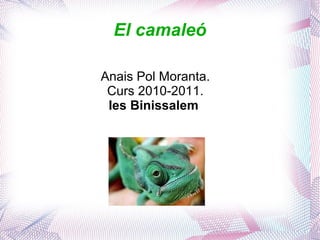 El camaleó Anais Pol Moranta. Curs 2010-2011. Ies Binissalem  