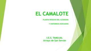 EL CAMALOTE
PLANTA INVASIVA DEL GUADIANA
Y DIATOMEAS ASOCIADAS
I.E.S. TAMUJAL
Arroyo de San Serván
 