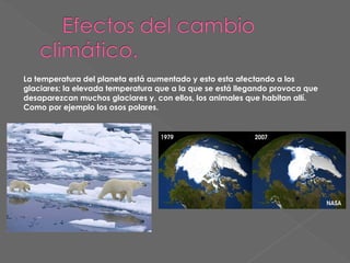 La temperatura del planeta está aumentado y esto esta afectando a los
glaciares; la elevada temperatura que a la que se está llegando provoca que
desaparezcan muchos glaciares y, con ellos, los animales que habitan allí.
Como por ejemplo los osos polares.

 