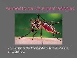 

La malaria de transmite a través de los
mosquitos.

 