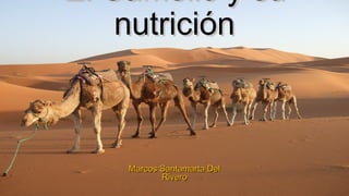 El Camello y suEl Camello y su
nutriciónnutrición
Marcos Santamarta DelMarcos Santamarta Del
RiveroRivero
 