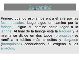 Su camino 
Primero cuando espiramos entra el aire por las 
fosas nasales, luego sigue un camino por la 
faringe, sigue su camino hasta llegar a la 
laringe. Al final de la laringe está la tráquea y la 
misma se divide en dos tubos (bronquios) se 
ramifica a tubitos más chiquitos y delgados 
(bronquiolos) conduciendo el oxígeno a los 
alvéolos. 
 