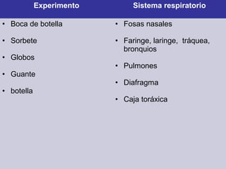 Experimento Sistema respiratorio 
• Boca de botella 
• Sorbete 
• Globos 
• Guante 
• botella 
• Fosas nasales 
• Faringe, laringe, tráquea, 
bronquios 
• Pulmones 
• Diafragma 
• Caja toráxica 
 