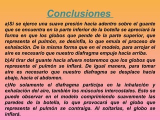 Conclusiones 
a)Si se ejerce una suave presión hacia adentro sobre el guante 
que se encuentra en la parte inferior de la botella se apreciará la 
forma en que los globos que pende de la parte superior, que 
representa el pulmón, se desinfla, lo que emula el proceso de 
exhalación. De la misma forma que en el modelo, para arrojar el 
aire es necesario que nuestro diafragma empuje hacia arriba. 
b)Al tirar del guante hacia afuera notaremos que los globos que 
representa el pulmón se inflará. De igual manera, para tomar 
aire es necesario que nuestro diafragma se desplace hacia 
abajo, hacia el abdomen. 
c)No solamente el diafragma participa en la inhalación y 
exhalación del aire, también los músculos intercostales. Esto se 
puede observar en el modelo comprimiendo suavemente las 
paredes de la botella, lo que provocará que el globo que 
representa el pulmón se contraiga. Al soltarlas, el globo se 
inflará. 
 