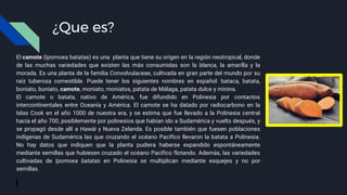 ¿Que es?
El camote (Ipomoea batatas) es una planta que tiene su origen en la región neotropical, donde
de las muchas variedades que existen las más consumidas son la blanca, la amarilla y la
morada. Es una planta de la familia Convolvulaceae, cultivada en gran parte del mundo por su
raíz tuberosa comestible. Puede tener los siguientes nombres en español: bataca, batata,
boniato, buniato, camote, moniato, moniatos, patata de Málaga, patata dulce y minina.
El camote o batata, nativo de América, fue difundido en Polinesia por contactos
intercontinentales entre Oceanía y América. El camote se ha datado por radiocarbono en la
Islas Cook en el año 1000 de nuestra era, y se estima que fue llevado a la Polinesia central
hacia el año 700, posiblemente por polinesios que habían ido a Sudamérica y vuelto después, y
se propagó desde allí a Hawái y Nueva Zelanda. Es posible también que fuesen poblaciones
indígenas de Sudamérica las que cruzando el océano Pacífico llevaron la batata a Polinesia.
No hay datos que indiquen que la planta pudiera haberse expandido espontáneamente
mediante semillas que hubiesen cruzado el océano Pacífico flotando. Además, las variedades
cultivadas de Ipomoea batatas en Polinesia se multiplican mediante esquejes y no por
semillas.
 