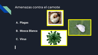 Amenazas contra el camote
A. Plagas
B. Mosca Blanca
C. Virus
 