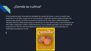 ¿Donde se cultiva?
El Perú posee la mayor diversidad de variedades de camote del mundo, y crece en nuestro país
desde hace 10 mil años, al igual que en Centroamérica. El agricultor peruano puede cultivarlo casi
todos los días del año. En el Perú, el camote se siembra en la costa, selva y valles interandinos
ubicados entre 20 y 2000 metros sobre el nivel del mar. En estos últimos años, el área sembrada con
este cultivo oscila entre 12,000 a 14,000 hectáreas (10 mil unidades agrícolas), con un volumen de
producción de 190 mil a 224 mil toneladas (0.3% del valor bruto de producción agrícola) y un
rendimiento promedio de 16 t/ha.
 
