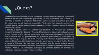 ¿Que es?
El camote (Ipomoea batatas) es una planta que tiene su origen en la región neotropical,
donde de las muchas variedades que existen las más consumidas son la blanca, la
amarilla y la morada. Es una planta de la familia Convolvulaceae, cultivada en gran parte
del mundo por su raíz tuberosa comestible. Puede tener los siguientes nombres en
español: bataca, batata, boniato, buniato, camote, moniato, moniatos, patata de Málaga,
patata dulce y minina.
El camote o batata, nativo de América, fue difundido en Polinesia por contactos
intercontinentales entre Oceanía y América. El camote se ha datado por radiocarbono en
la Islas Cook en el año 1000 de nuestra era, y se estima que fue llevado a la Polinesia
central hacia el año 700, posiblemente por polinesios que habían ido a Sudamérica y
vuelto después, y se propagó desde allí a Hawái y Nueva Zelanda. Es posible también que
fuesen poblaciones indígenas de Sudamérica las que cruzando el océano Pacífico llevaron
la batata a Polinesia. No hay datos que indiquen que la planta pudiera haberse
expandido espontáneamente mediante semillas que hubiesen cruzado el océano Pacífico
flotando. Además, las variedades cultivadas de Ipomoea batatas en Polinesia se
multiplican mediante esquejes y no por semillas.
 