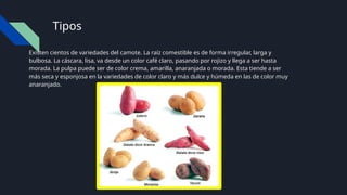 Tipos
Existen cientos de variedades del camote. La raíz comestible es de forma irregular, larga y
bulbosa. La cáscara, lisa, va desde un color café claro, pasando por rojizo y llega a ser hasta
morada. La pulpa puede ser de color crema, amarilla, anaranjada o morada. Esta tiende a ser
más seca y esponjosa en la variedades de color claro y más dulce y húmeda en las de color muy
anaranjado.
 