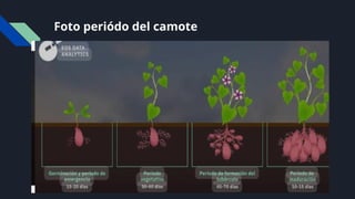 Foto periódo del camote
 