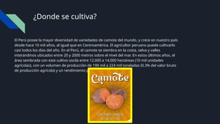 ¿Donde se cultiva?
El Perú posee la mayor diversidad de variedades de camote del mundo, y crece en nuestro país
desde hace 10 mil años, al igual que en Centroamérica. El agricultor peruano puede cultivarlo
casi todos los días del año. En el Perú, el camote se siembra en la costa, selva y valles
interandinos ubicados entre 20 y 2000 metros sobre el nivel del mar. En estos últimos años, el
área sembrada con este cultivo oscila entre 12,000 a 14,000 hectáreas (10 mil unidades
agrícolas), con un volumen de producción de 190 mil a 224 mil toneladas (0.3% del valor bruto
de producción agrícola) y un rendimiento promedio de 16 t/ha.
 