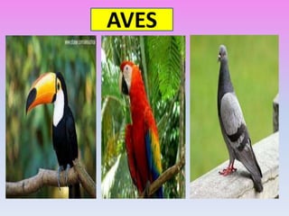 AVES