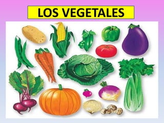 LOS VEGETALES
