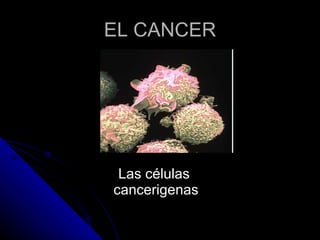 EL CANCER Las células  cancerigenas 