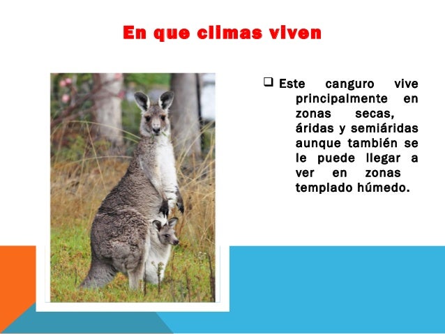 El Canguro Rojo