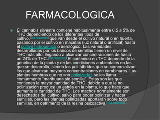 FARMACOLOGICA
 El cannabis silvestre contiene habitualmente entre 0,5 a 5% de
THC dependiendo de los diferentes tipos de
cultivo,[cita requerida] que van desde el cultivo natural o en huerta,
pasando por el cultivo en macetas (luz natural o artificial) hasta
el cultivo hidropónico o aerológico. Las variedades
desarrolladas por los bancos de semillas tienen un nivel de
THC más alto, llegando a alcanzar concentraciones de hasta
un 24% de THC.[cita requerida] El contenido en THC depende de la
genética de la planta y de las condiciones ambientales en las
que se desarrolla, siendo los poli híbridos que se comercializan
los que alcanzan mayores concentraciones de carabinares. Las
plantas hembras que no son polinizadas se les llama
comúnmente “marihuana sin semilla”. Éstas son las que
contienen la mayor cantidad de THC, debido a que la no
polinización produce un estrés en la planta, lo que hace que
aumente la cantidad de THC. Los machos normalmente son
desechados del cultivo, salvo para poder polinizar y hacer
semillas, pero las plantas polinizadas aportarán sobre todo
semillas, en detrimento de la resina psicoactiva.[cita requerida]
 