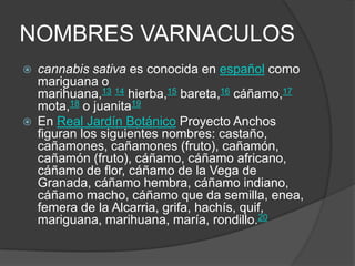 NOMBRES VARNACULOS
 cannabis sativa es conocida en español como
mariguana o
marihuana,13 14 hierba,15 bareta,16 cáñamo,17
mota,18 o juanita19
 En Real Jardín Botánico Proyecto Anchos
figuran los siguientes nombres: castaño,
cañamones, cañamones (fruto), cañamón,
cañamón (fruto), cáñamo, cáñamo africano,
cáñamo de flor, cáñamo de la Vega de
Granada, cáñamo hembra, cáñamo indiano,
cáñamo macho, cáñamo que da semilla, enea,
femera de la Alcarria, grifa, hachís, quif,
mariguana, marihuana, maría, rondillo.20
 