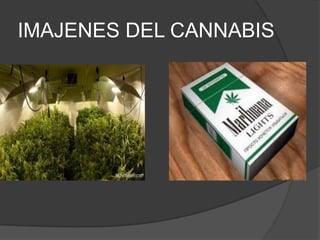 IMAJENES DEL CANNABIS
 