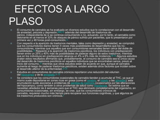 EFECTOS A LARGO
PLASO
 El consumo de cannabis se ha evaluado en diversos estudios que lo correlacionan con el desarrollo
de ansiedad, psicosis y depresión,6869 70 además del desarrollo de trastornos de
pánico, independiente de si se continúa consumiendo o no, actuando, por lo tanto, el cannabis como
detonante en al menos el 33% de ataques de pánico sufrido por pacientes, que lo presentaron por
primera vez y 48 horas post-consumición.71
 Con respecto a la aparición de trastornos mentales, tales como depresión y ansiedad, se comprobó
que los consumidores diarios tienen 5 veces más posibilidades de desarrollarlos que los no-
consumidores, mientras que aquellos que son consumidores semanales tienen cerca del doble de
posibilidades.70 Respecto a la aparición de trastornos psicóticos, los individuos con predisposición
tienen entre un 25% y 40% más de posibilidades de padecer alguno de estos trastornos, mientras
que en los individuos sin predisposición alcanza un 4% a 6% más de incidencia.69 72 Algunos estudios
avalan estos resultados afirmando que, probablemente, el consumo de cannabis sea la única causa
del desarrollo de trastornos psicóticos en aquellos individuos que se encontraban sanos, previo al
inicio del consumo,72 mientras que otros estudios están de acuerdo en que, aunque el cannabis
aumenta el riesgo de padecer trastornos psicóticos, existen además otros factores que inciden sobre
el desarrollo ulterior de la enfermedad.73 72
 Estudios en consumidores de cannabis crónicos reportaron una reducción del volumen
del hipocampo y de la amígdala.74 75
 Se considera que los consumidores ocasionales de cannabis tienden a acumular el THC, ya que el
mismo suele depositarse en zonas ricas en grasa (como el cerebro, el hígado y las gónadas), esta
acumulación suele asociarse a problemas de pérdida de memoria,(ocasionados por las alteraciones
del hipocampo), como también a otros problemas de salud como impotencia. Se estima que se
necesitan alrededor de 4 semanas para que el THC sea eliminado completamente del organismo, en
consumidores ocasionales, sin embargo, se cree, que los consumidores crónicos de
cannabis, requieren mucho más tiempo para recuperar sus funciones cognitivas, y que algunos de
los trastornos producidos son crónicos.7
 
