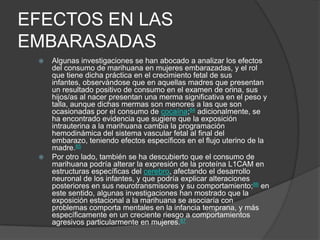 EFECTOS EN LAS
EMBARASADAS
 Algunas investigaciones se han abocado a analizar los efectos
del consumo de marihuana en mujeres embarazadas, y el rol
que tiene dicha práctica en el crecimiento fetal de sus
infantes, observándose que en aquellas madres que presentan
un resultado positivo de consumo en el examen de orina, sus
hijos/as al nacer presentan una merma significativa en el peso y
talla, aunque dichas mermas son menores a las que son
ocasionadas por el consumo de cocaína;84 adicionalmente, se
ha encontrado evidencia que sugiere que la exposición
intrauterina a la marihuana cambia la programación
hemodinámica del sistema vascular fetal al final del
embarazo, teniendo efectos específicos en el flujo uterino de la
madre.85
 Por otro lado, también se ha descubierto que el consumo de
marihuana podría alterar la expresión de la proteína L1CAM en
estructuras específicas del cerebro, afectando el desarrollo
neuronal de los infantes, y que podría explicar alteraciones
posteriores en sus neurotransmisores y su comportamiento;86 en
este sentido, algunas investigaciones han mostrado que la
exposición estacional a la marihuana se asociaría con
problemas comporta mentales en la infancia temprana, y más
específicamente en un creciente riesgo a comportamientos
agresivos particularmente en mujeres.87
 