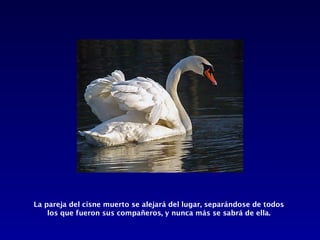 La pareja del cisne muerto se alejará del lugar, separándose de todos
    los que fueron sus compañeros, y nunca más se sabrá de ella.
 