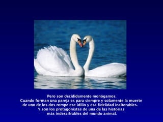 Pero son decididamente monógamos.
Cuando forman una pareja es para siempre y solamente la muerte
 de uno de los dos rompe ese idilio y esa fidelidad inalterables.
         Y son los protagonistas de una de las historias
              más indescifrables del mundo animal.
 