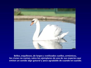 Bellos, orgullosos, de largos y estilizados cuellos, armónicos,
los cisnes no cantan, salvo los ejemplares de una de sus especies que
emiten un sonido algo gutural y poco agradable de cuando en cuando.
 