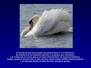 El sonido de ese canto puede escucharse hasta 5 o 6 kilómetros
         de distancia en los espacios abiertos y se parece, por momentos,
   a la música de un corno, que es un típico instrumento de orquesta Sinfónica.
Luego, cuando la muerte está ya más cercana, aquel sonido cambia misteriosamente
               y se asemeja mucho al tañer de unas campanas graves.
 
