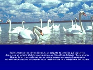 Aquella música no es sólo un sonido. Es un conjunto de armonías que se parecen
 de pronto a un lamento plañidero y, de pronto, a un himno lleno de fervor y hasta alegría.
      El resto de los cisnes saben de qué se trata, y guardan una suerte de respetuoso
reconocimiento mientras su compañero está despidiéndose de la vida con ese único canto.
 