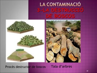 Procés destructor de boscos      Tala d’arbres
                                                  20
 