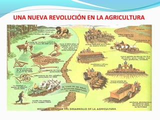 UNA NUEVA REVOLUCIÓN EN LA AGRICULTURA
 Introducción de nuevas plantas alimenticias,
como la papa y el maíz
 Implementación de un sistema de rotación
cuatrienal de cultivos (ya no existe el barbecho)
 Desarrollo de la ganadería estabulada (ya no era
necesario una gran cantidad de tierras para tener
ganado, utilización de establos)
 