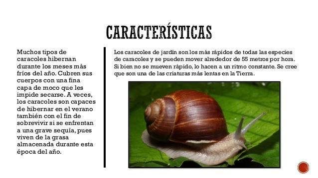 El caracol