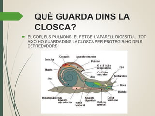 QUÈ GUARDA DINS LA
CLOSCA?
 EL COR, ELS PULMONS, EL FETGE, L’APARELL DIGESITU… TOT
AIXÒ HO GUARDA DINS LA CLOSCA PER PROTEGIR-HO DELS
DEPREDADORS!
 