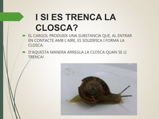 I SI ES TRENCA LA
CLOSCA?
 EL CARGOL PRODUEIX UNA SUBSTANCIA QUE, AL ENTRAR
EN CONTACTE AMB L’AIRE, ES SOLIDIFICA I FORMA LA
CLOSCA.
 D’AQUESTA MANERA ARREGLA LA CLOSCA QUAN SE LI
TRENCA!
 