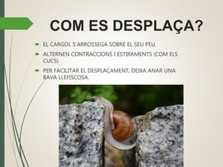 COM ES DESPLAÇA?
 EL CARGOL S’ARROSSEGA SOBRE EL SEU PEU.
 ALTERNEN CONTRACCIONS I ESTIRAMENTS (COM ELS
CUCS)
 PER FACILITAR EL DESPLAÇAMENT, DEIXA ANAR UNA
BAVA LLEFISCOSA.
 