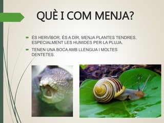 QUÈ I COM MENJA?
 ÉS HERVÍBOR, ÉS A DIR, MENJA PLANTES TENDRES,
ESPECIALMENT LES HUMIDES PER LA PLUJA.
 TENEN UNA BOCA AMB LLENGUA I MOLTES
DENTETES.
 