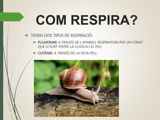 COM RESPIRA?
 TENEN DOS TIPUS DE RESPIRACIÓ:
 PULMONAR: A TRAVÉS DE L’APARELL RESPIRATORI PER UN FORAT
QUE LI SURT ENTRE LA CLOSCA I EL PEU.
 CUTÀNIA: A TRAVÉS DE LA SEVA PELL
 