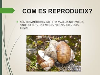 COM ES REPRODUEIX?
 SÓN HERMAFRODITES (NO HI HA MASCLES NI FEMELLES,
SINÓ QUE TOTS ELS CARGOLS PODEN SER LES DUES
COSES)
 