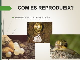 COM ES REPRODUEIX?
 PONEN OUS EN LLOCS HUMITS I TOUS
 