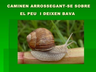 CAMINEN ARROSSEGANT-SE SOBRE EL PEU  I DEIXEN BAVA   