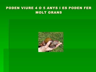 PODEN VIURE 4 O 5 ANYS I ES PODEN FER MOLT GRANS 