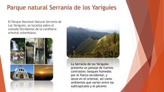 Parque natural Serranía de los Yariguíes
El Parque Nacional Natural Serranía de
Los Yariguíes, se localiza sobre el
costado Occidental de la cordillera
oriental colombiana.
La Serranía de los Yariguíes
presenta un paisaje de fuertes
contrastes: bosques húmedos
por el flanco occidental, y
secos en el oriental, así como
ambientes que varían entre los
subtropicales y el páramo
 