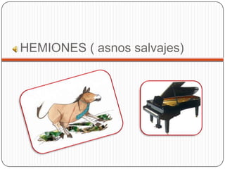 HEMIONES ( asnos salvajes)
 